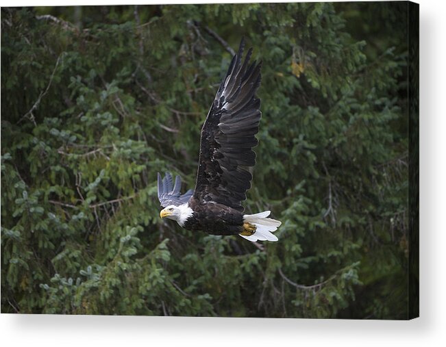 Bald Acrylic Print featuring the photograph Soaring Bald Eagle by Bill Cubitt
