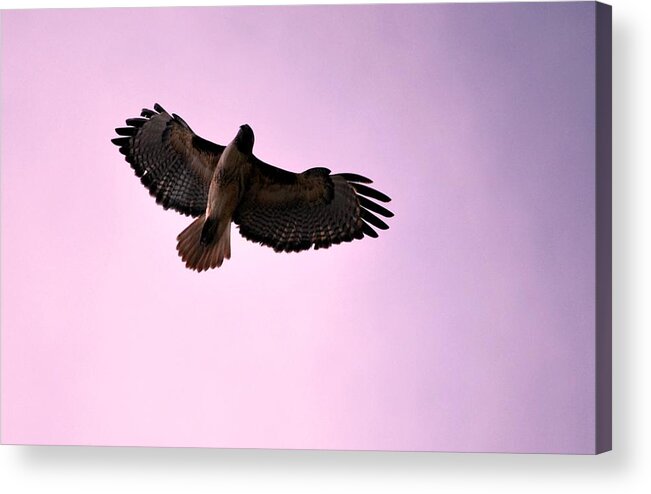 Hawk Acrylic Print featuring the photograph Soaring Hawk Purple Sky by Matt Quest