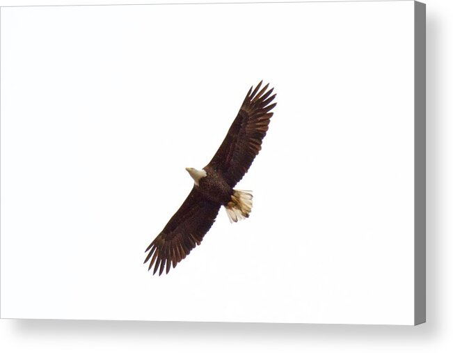 Eagle Acrylic Print featuring the photograph Soaring High 0885 by Michael Peychich