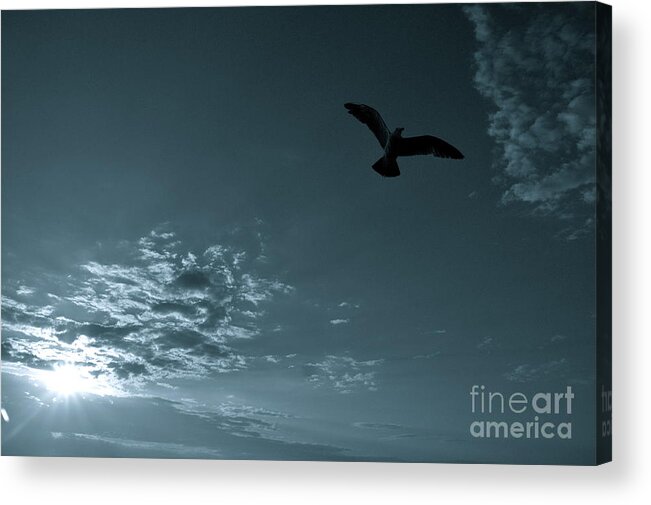 Valerie Rosen Acrylic Print featuring the photograph Soaring by Valerie Rosen