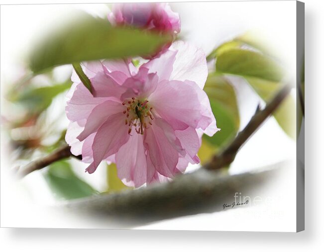 Flowers Acrylic Print featuring the photograph Soft and Gentle by Yumi Johnson