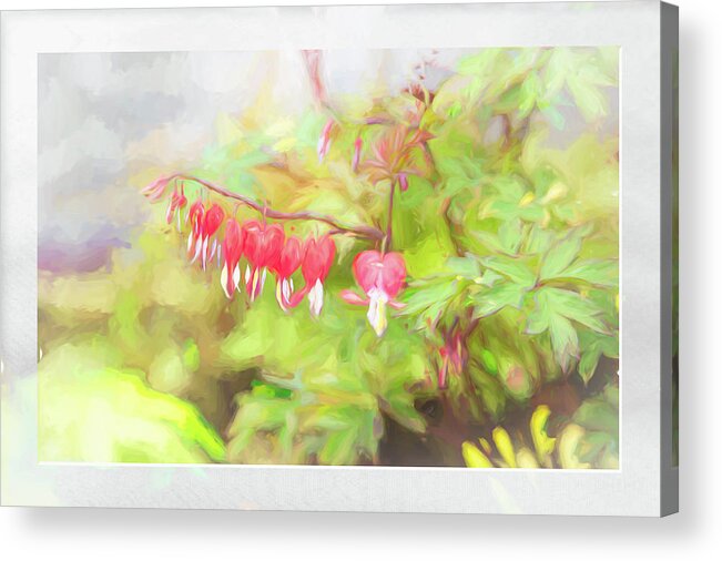 Flower Impressions Acrylic Print featuring the photograph Soft Bleeding Hearts by Natalie Rotman Cote