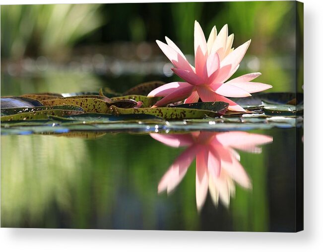  Soft Pink Water Lily Acrylic Print featuring the photograph Soft Pink Water Lily by Carol Montoya