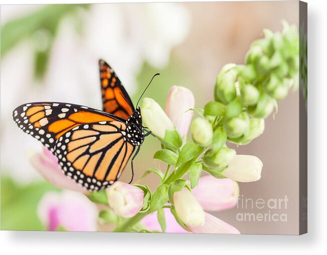 Monarch Butterfly Acrylic Print featuring the photograph Soft Spring Butterfly by Ana V Ramirez