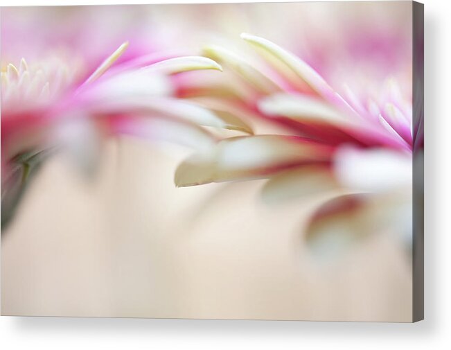 Jenny Rainbow Fine Art Photography Acrylic Print featuring the photograph Soft Touch. Macro Gerbera by Jenny Rainbow