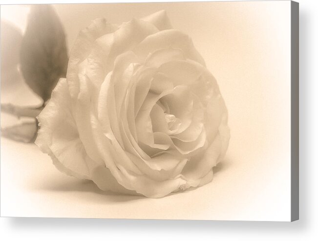 Rose Acrylic Print featuring the photograph Soft White Rose by Scott Carruthers