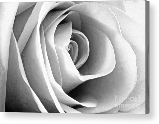 Rose Acrylic Print featuring the photograph Softened Rose by Kelly Holm