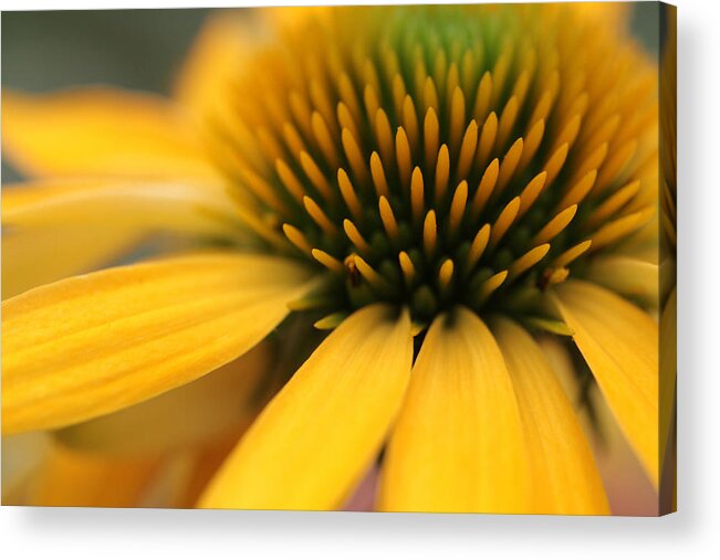 Wildflower Acrylic Print featuring the photograph Solar Flare by Connie Handscomb