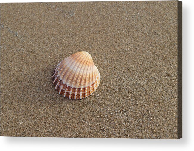 Solitary Acrylic Print featuring the photograph Solitary Cockle Shell by Adrian Wale