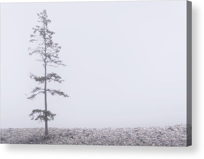Tree Acrylic Print featuring the photograph Solitary by Holly Ross