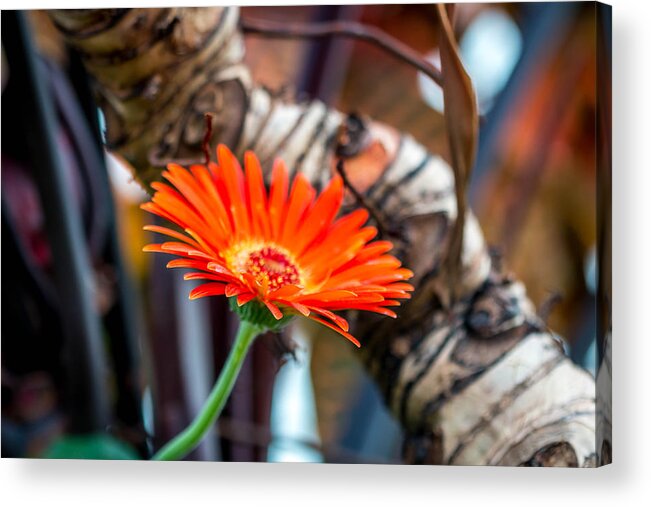 Orange Acrylic Print featuring the photograph Solo Tangerine Dream by Susie Weaver
