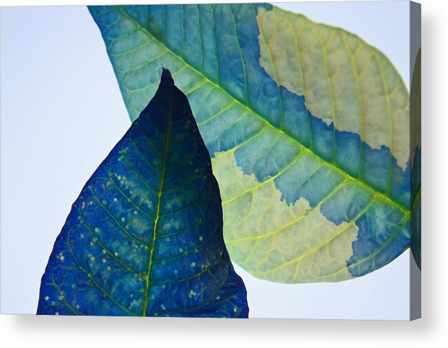 Blue Acrylic Print featuring the photograph Something Blue by Bobby Villapando