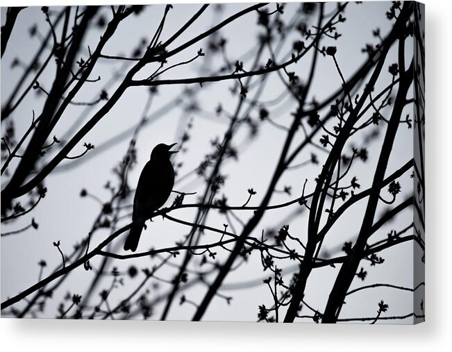 Terry D Photography Acrylic Print featuring the photograph Song Bird Silhouette by Terry DeLuco