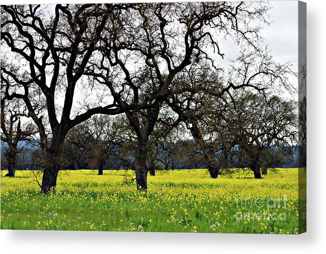 Sonoma County Acrylic Print featuring the photograph Sonoma County Mustard Field by Eileen Gayle