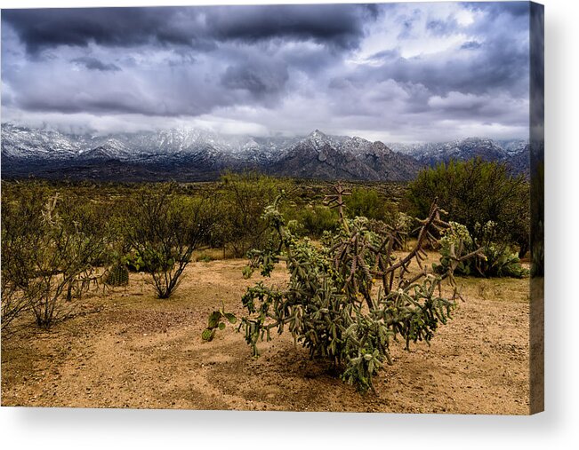 Sonoran Desert Acrylic Print featuring the photograph Sonoran Winter H44 by Mark Myhaver