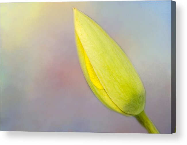Tulip Acrylic Print featuring the photograph Soon A Tulip by Cathy Kovarik