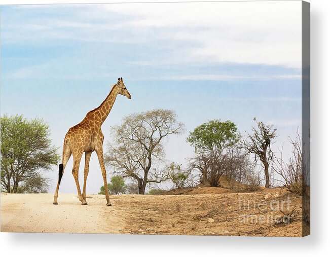 Giraffe Acrylic Print featuring the photograph South African giraffe by Jane Rix