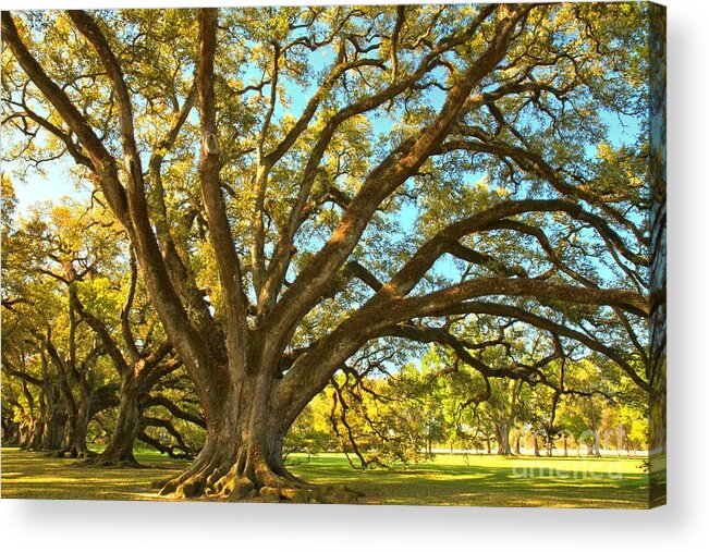 Tunnel Of Oak Trees Acrylic Print featuring the photograph Southern Plantation Oak Trees by Adam Jewell