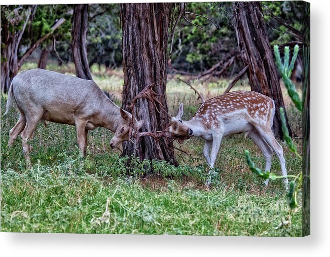 Sparring Deer Acrylic Print featuring the photograph Sparring Deer by Douglas Barnard
