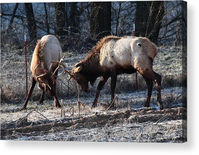 Bull Elk Acrylic Print featuring the photograph Sparring Elk in February by Michael Dougherty