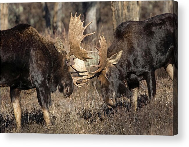 Moose Acrylic Print featuring the photograph Sparring Partner by Sandy Sisti