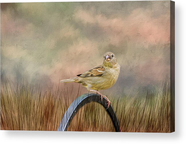 Sparrow Acrylic Print featuring the photograph Sparrow in the Grass by Cathy Kovarik