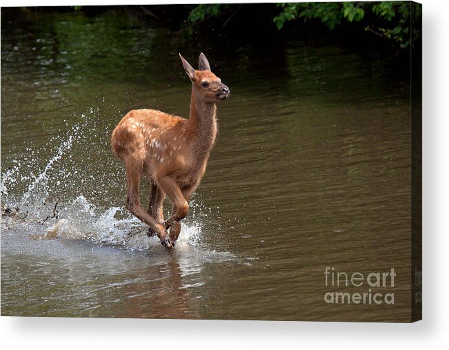 Elk Acrylic Print featuring the photograph Speed Racer by Jim Garrison