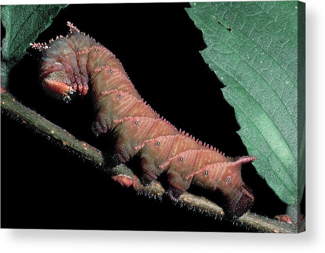 Insects Acrylic Print featuring the photograph Sphinx Moth Caterpillar by Gary Shepard