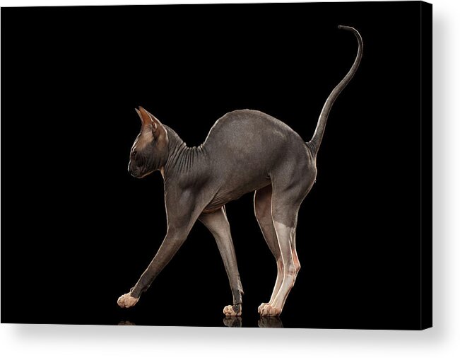 Cat Acrylic Print featuring the photograph Sphynx Cat Funny Standing Isolated on Black Mirror by Sergey Taran