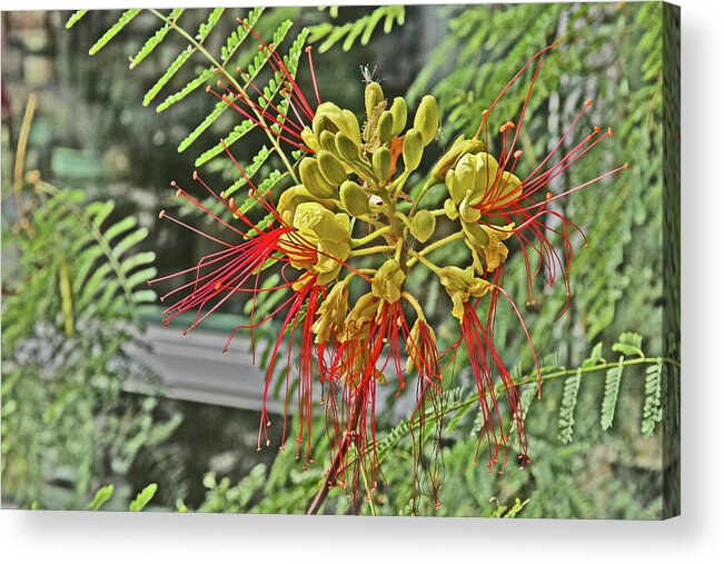 Spider Flower Red Filament Petals Yellow Pod-like Center Green Leaves Background Acrylic Print featuring the photograph Spider Flower Red Filament Petals Yellow Pod-Like center Green Leaves Background 2 10232017 Colorado by David Frederick