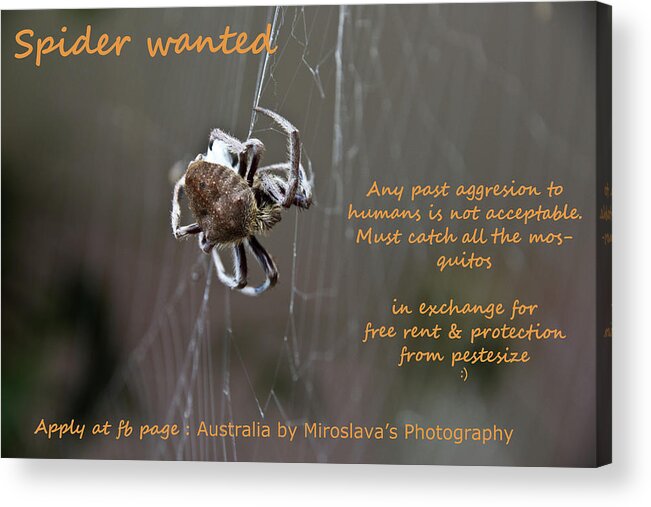 Spider Acrylic Print featuring the photograph Spider Wanted by Miroslava Jurcik
