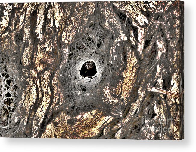 Spider Acrylic Print featuring the photograph Spider's House by Cassandra Buckley