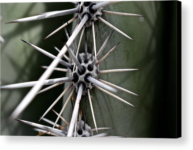 Spines Acrylic Print featuring the photograph Spines by Melisa Elliott