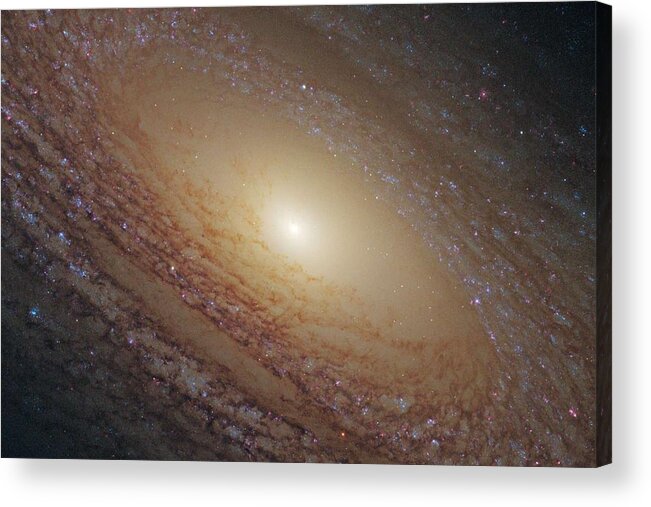 Astronomy Acrylic Print featuring the painting Spiral Galaxy NGC 2841 2 by Celestial Images