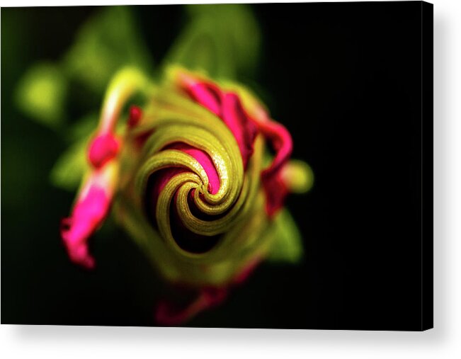 Jay Stockhaus Acrylic Print featuring the photograph Spiral by Jay Stockhaus
