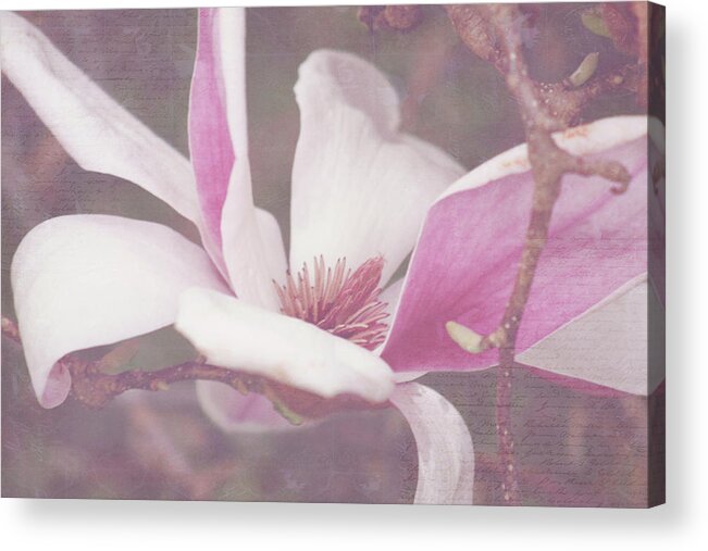 Tulip Tree Acrylic Print featuring the photograph Splendid Tulip Tree by Toni Hopper