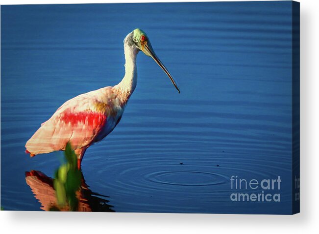 Spoonbill Acrylic Print featuring the photograph Spoonbill Dribble by Tom Claud