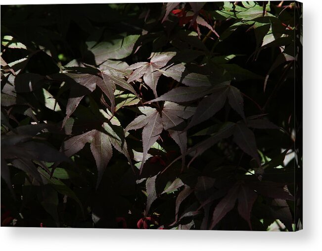 Japanese Maple Acrylic Print featuring the photograph Spotlight by Lyle Hatch