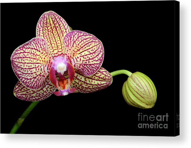 Orchids Acrylic Print featuring the photograph Spotted Orchid by Laura Mountainspring