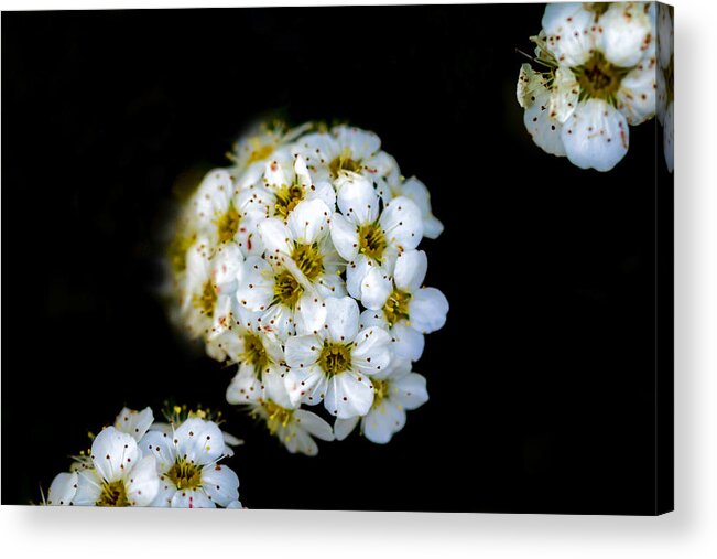 Jay Stockhaus Acrylic Print featuring the photograph Spotted Petals by Jay Stockhaus