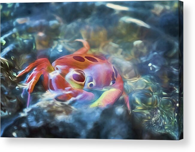 Crab Acrylic Print featuring the photograph Spotted Rock Crab by Susan Rissi Tregoning