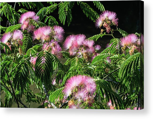 Wildlife Acrylic Print featuring the photograph Spread The News by John Benedict