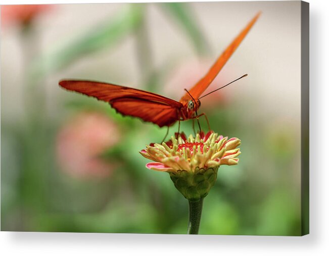 Butterfly Acrylic Print featuring the photograph Spread your Wings by Mary Anne Delgado
