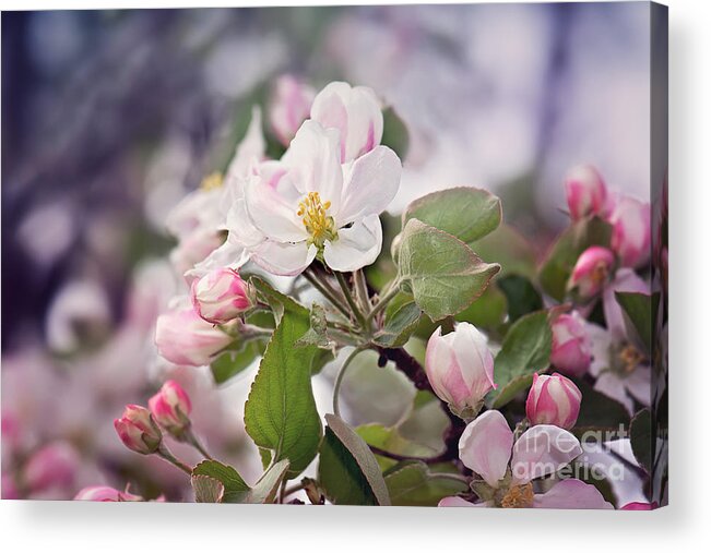 Spring Apple Blossom Print Acrylic Print featuring the photograph Spring Apple Blossoms by Gwen Gibson