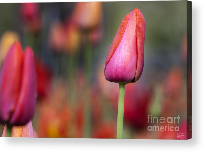 Tulips Acrylic Print featuring the photograph Spring Beauty 5 by David Millenheft