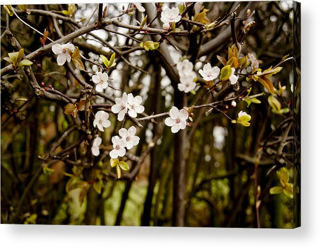 Bare Acrylic Print featuring the photograph Spring bloom. by Elena Perelman