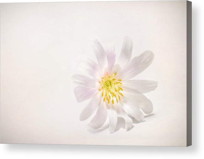 Blossom Acrylic Print featuring the photograph Spring Blossom by Scott Norris