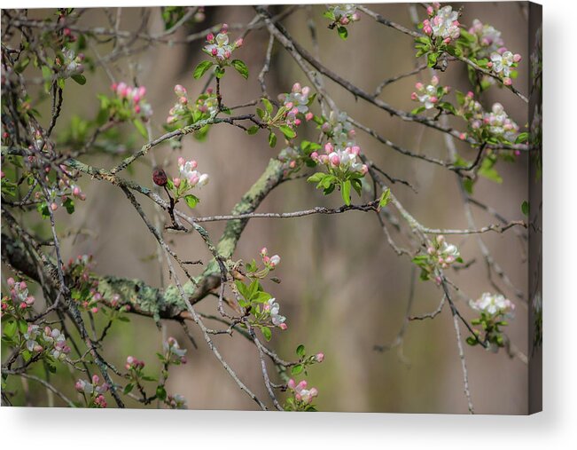 300 Mm F/4 Is Usm Acrylic Print featuring the photograph Spring Blossoms 2 by Mark Mille