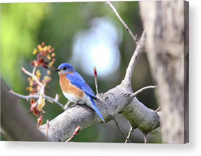 Bluebird Acrylic Print featuring the photograph Spring Bluebird by Brook Burling