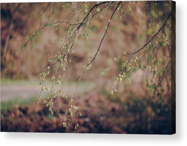 Spring Acrylic Print featuring the photograph Spring Buds by Amber Flowers